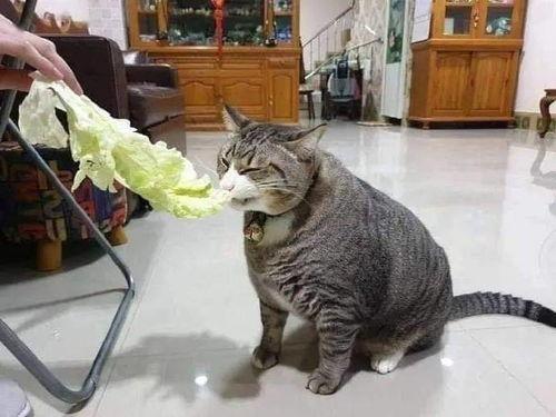 吃瓜猫咪被当场抓获视频,萌态百出引网友热议