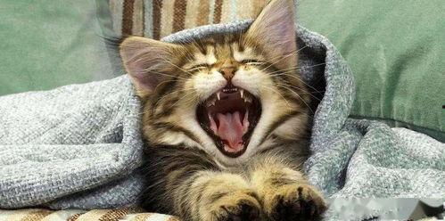 吃瓜猫咪被当场抓获视频,萌态百出引网友热议