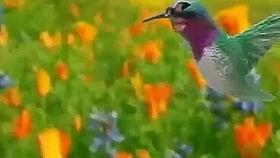 感谢紫鹊吃瓜的视频,一场欢乐的视觉盛宴