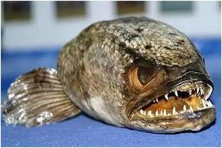 感谢紫鹊吃瓜的视频,一场欢乐的视觉盛宴