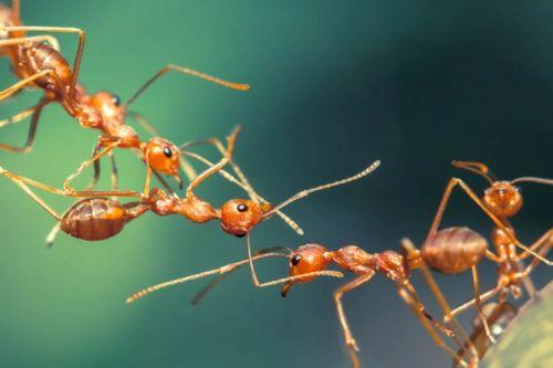 蚂蚁吃小瓜幼苗视频,自然界的奇妙生态现象