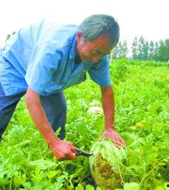 田间地头吃瓜视频,一场别开生面的吃瓜盛宴