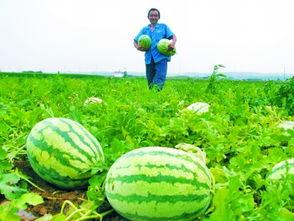 田间地头吃瓜视频,一场别开生面的吃瓜盛宴