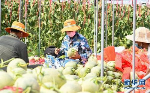 田间地头吃瓜视频,一场别开生面的吃瓜盛宴