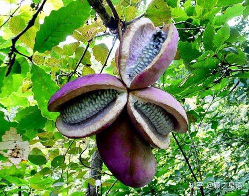 八月瓜吃兔子视频,揭秘神秘野味烹饪技巧