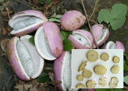 八月瓜吃兔子视频,揭秘神秘野味烹饪技巧