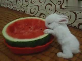 西瓜视频兔兔吃瓜,趣味横生的短视频盛宴