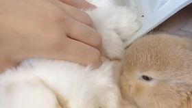 西瓜视频兔兔吃瓜,趣味横生的短视频盛宴