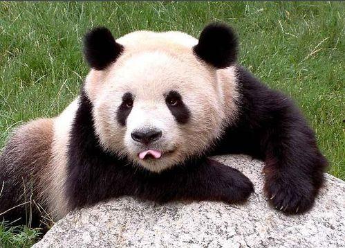 熊猫主播吃瓜视频,揭秘娱乐圈幕后故事