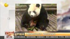 熊猫主播吃瓜视频,揭秘娱乐圈幕后故事