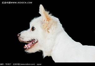 吃瓜张大嘴小狗视频