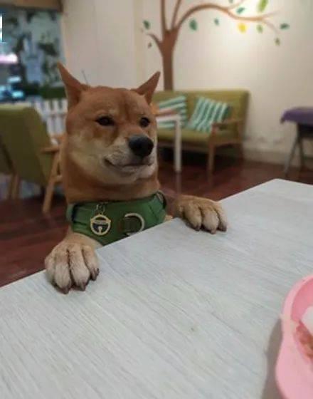 吃瓜张大嘴小狗视频